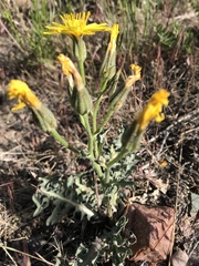 Crepis occidentalis