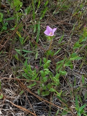 Rhexia petiolata