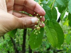 Taphrina confusa