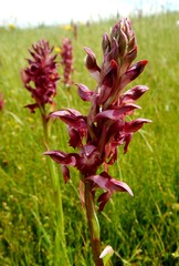 Anacamptis coriophora carpetana