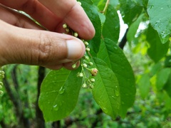 Taphrina confusa