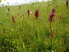 Anacamptis coriophora carpetana