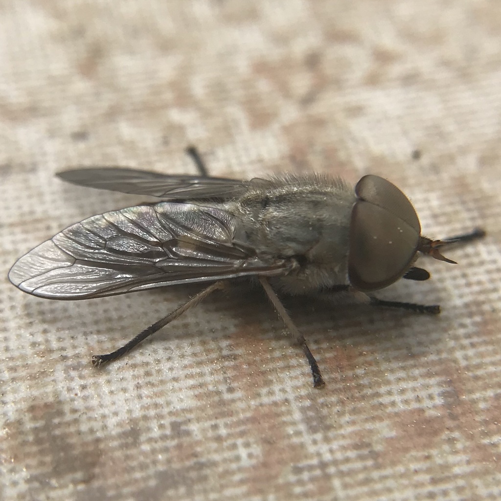 True Horse Flies in June 2020 by Michael Pirrello · iNaturalist