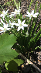 Ornithogalum umbellatum
