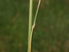 Festuca rupicola