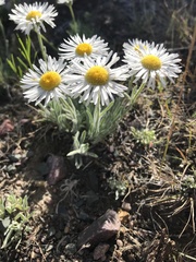 Erigeron pumilus