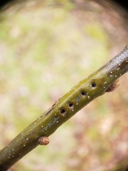 Callirhytis medularis