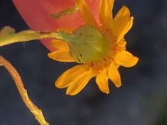 Senecio ilicifolius