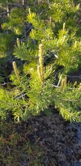 Pinus sylvestris