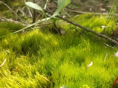 Flexitrichum gracile