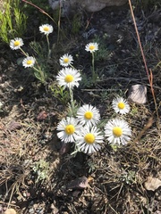 Erigeron pumilus