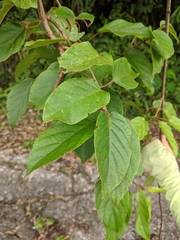 Actinidia rufa