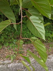 Actinidia rufa