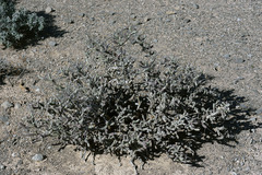 Cylindropuntia anteojoensis