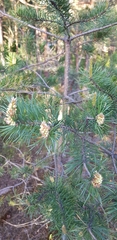 Pinus sylvestris