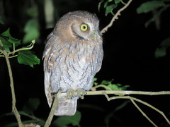 Tropical Screech-Owl photo 2