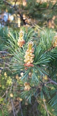 Pinus sylvestris
