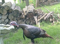 Meleagris gallopavo