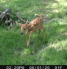 Odocoileus virginianus