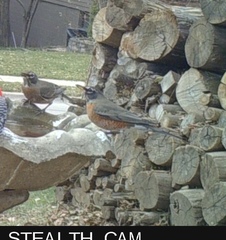 Turdus migratorius