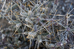 Cylindropuntia anteojoensis