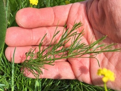 Lomatium bicolor