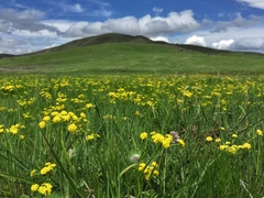 Lomatium bicolor