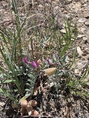 Astragalus chamaeleuce