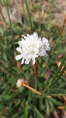 Armeria pseudarmeria
