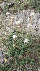 Armeria pseudarmeria