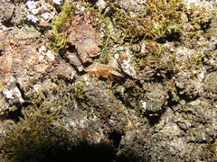 Latiblattella tarasca