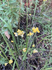 Helichrysum lepidissimum