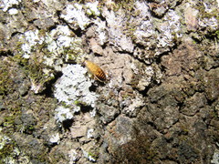 Latiblattella tarasca