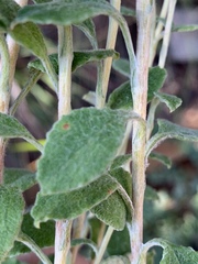 Helichrysum lepidissimum