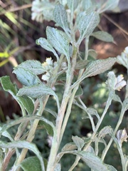 Helichrysum lepidissimum