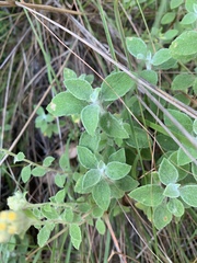 Helichrysum lepidissimum
