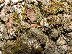 Latiblattella tarasca