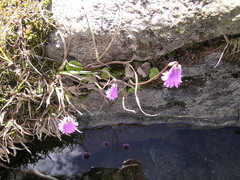 Soldanella