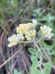 Helichrysum lepidissimum