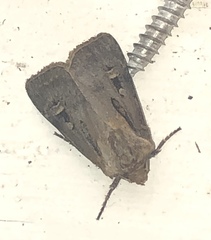 Agrotis vancouverensis