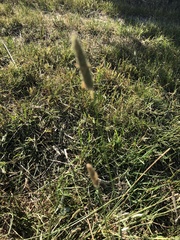 Alopecurus pratensis