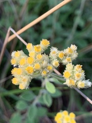 Helichrysum lepidissimum