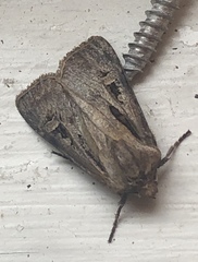 Agrotis vancouverensis