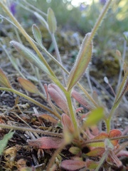 Myosotis ramosissima