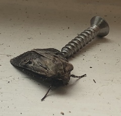Agrotis vancouverensis