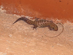 Pachydactylus capensis