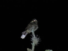 Antrostomus arizonae