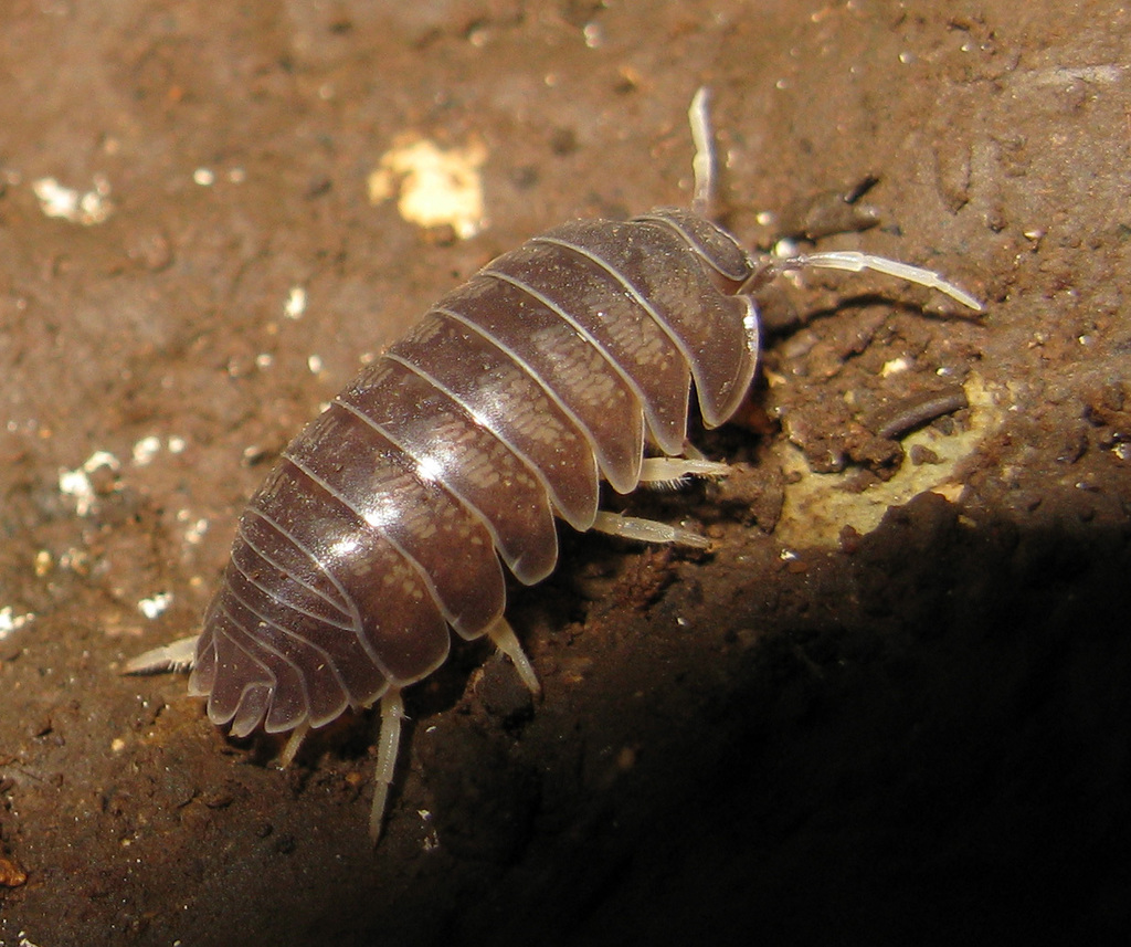 Eubelid Pill Woodlice