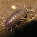 Eubelid Pill Woodlice - Photo (c) Olivier Testa, some rights reserved (CC BY-NC-ND), uploaded by Olivier Testa
