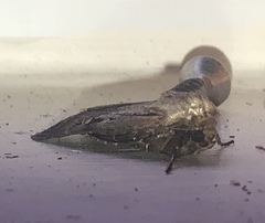 Agrotis vancouverensis